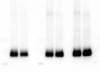 Agrisera IncuBlocker (rabbit antibody, 2x1L) in the group Detection Reagents / Rapid Western Blotting at Agrisera AB (Antibodies for research) (AS16 3111-1L)